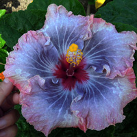 Taiwan Moonlight Blue - Cutting